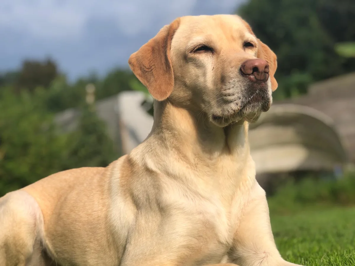 Labrador im Garten